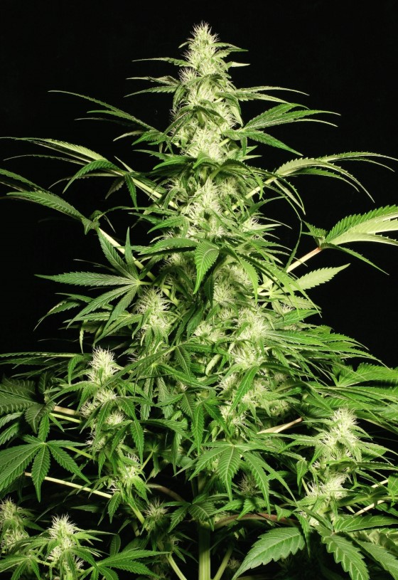 Konopí odrůdy White Russian od Serious Seeds; zdroj: seriousseeds.com